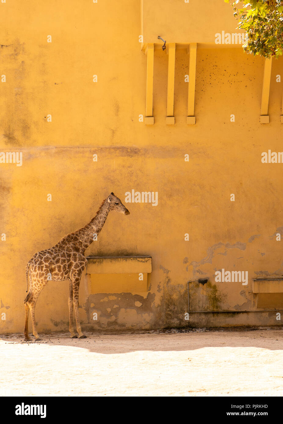 Giraffe full body eating hi-res stock photography and images - Alamy