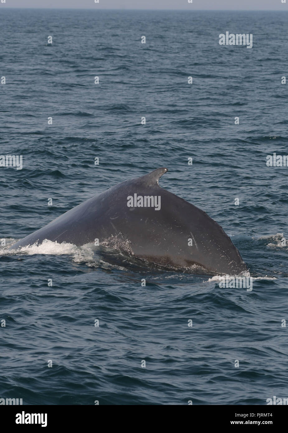 A humpback whale surfaces in Massachusetts Bay off the coast of Newburyport, Mass., USA, on a late summer afternoon. Stock Photo