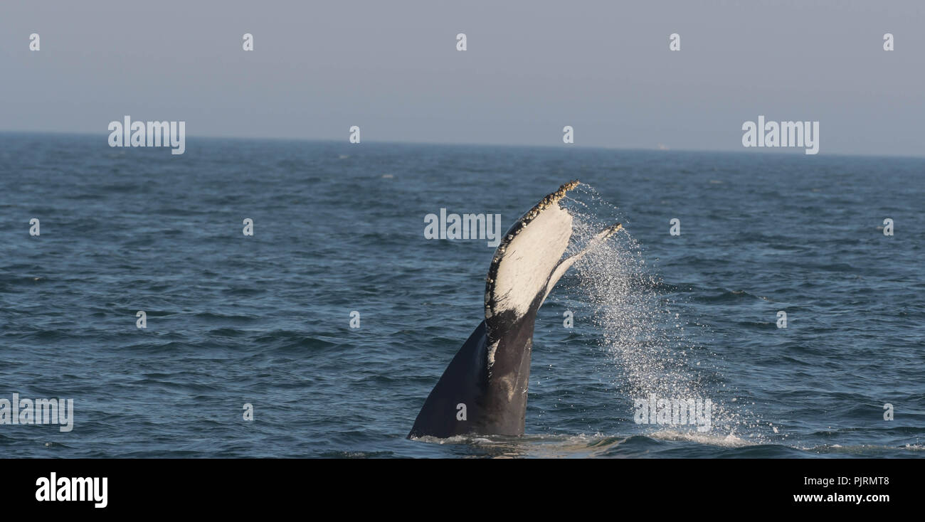 A humpback whale flips its tail above the surface in Massachusetts Bay, off of Newburyport, Mass., USA. Stock Photo