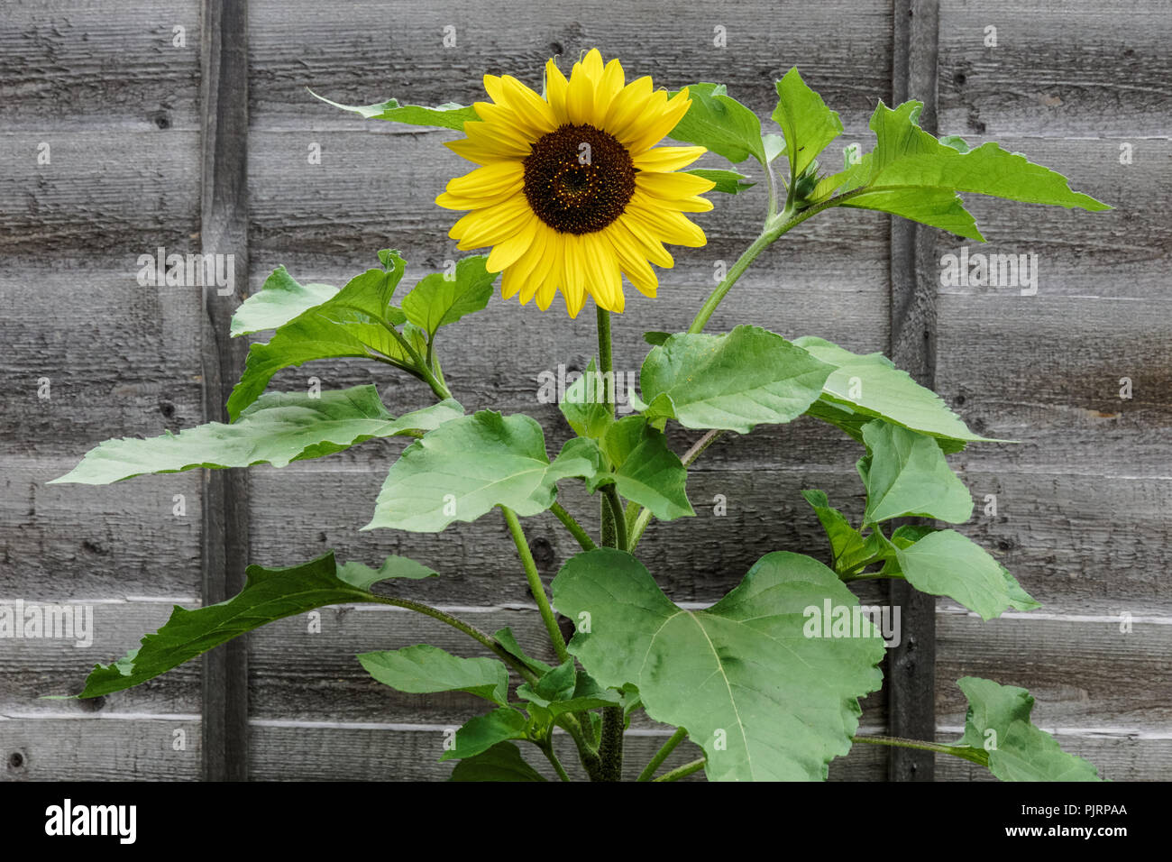 Sunflower garden fence hi-res stock photography and images - Alamy