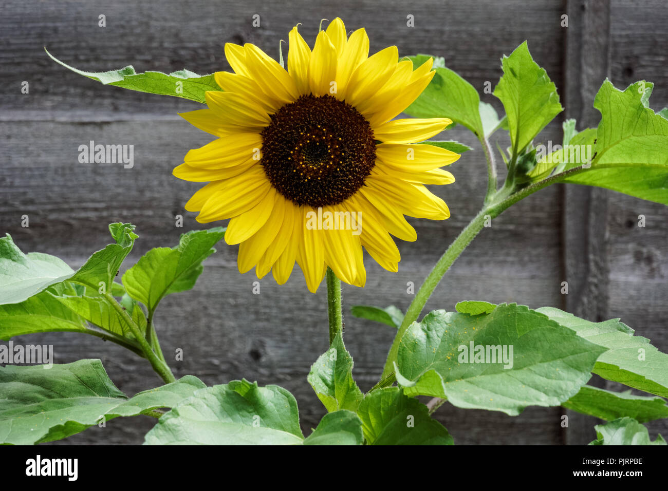 Sunflower Garden Fence High Resolution Stock Photography and Images - Alamy