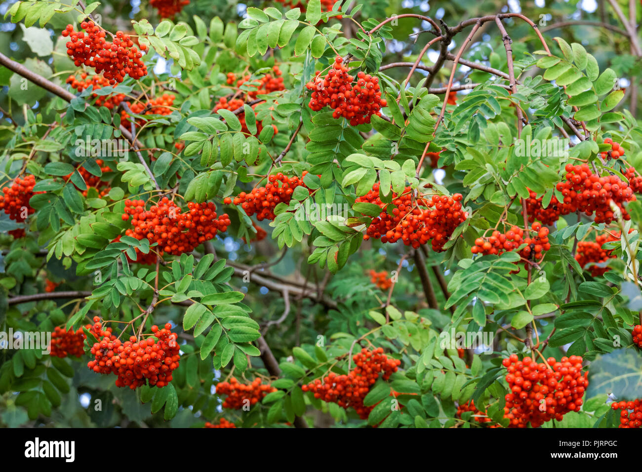 Red ripe fruits of European rowan Stock Photo