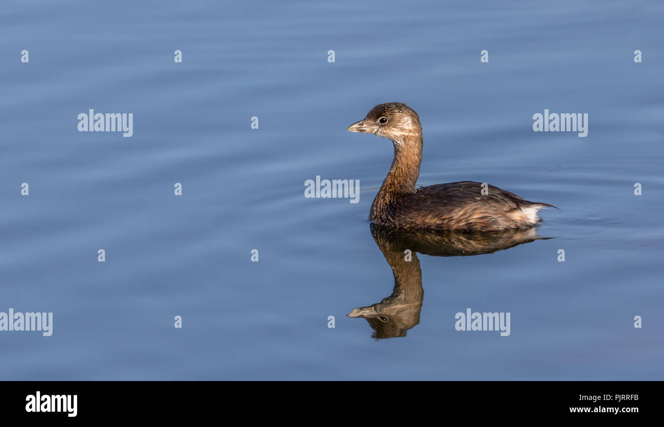 A pied-billed grebe swimming serenely in a pond in Florida. Stock Photo