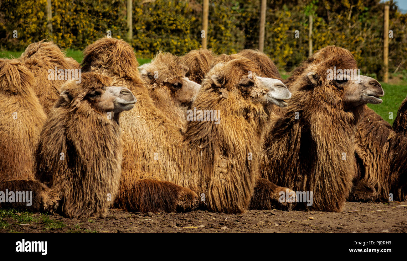 Bactrian camels (Camelus bactrianus) Stock Photo