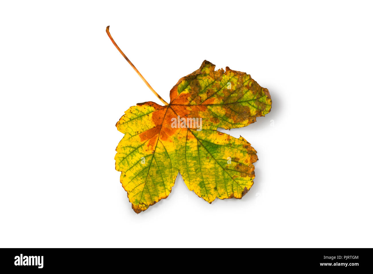 Studio shot of a fallen sycamore leaf isolated on a white background - John Gollop Stock Photo
