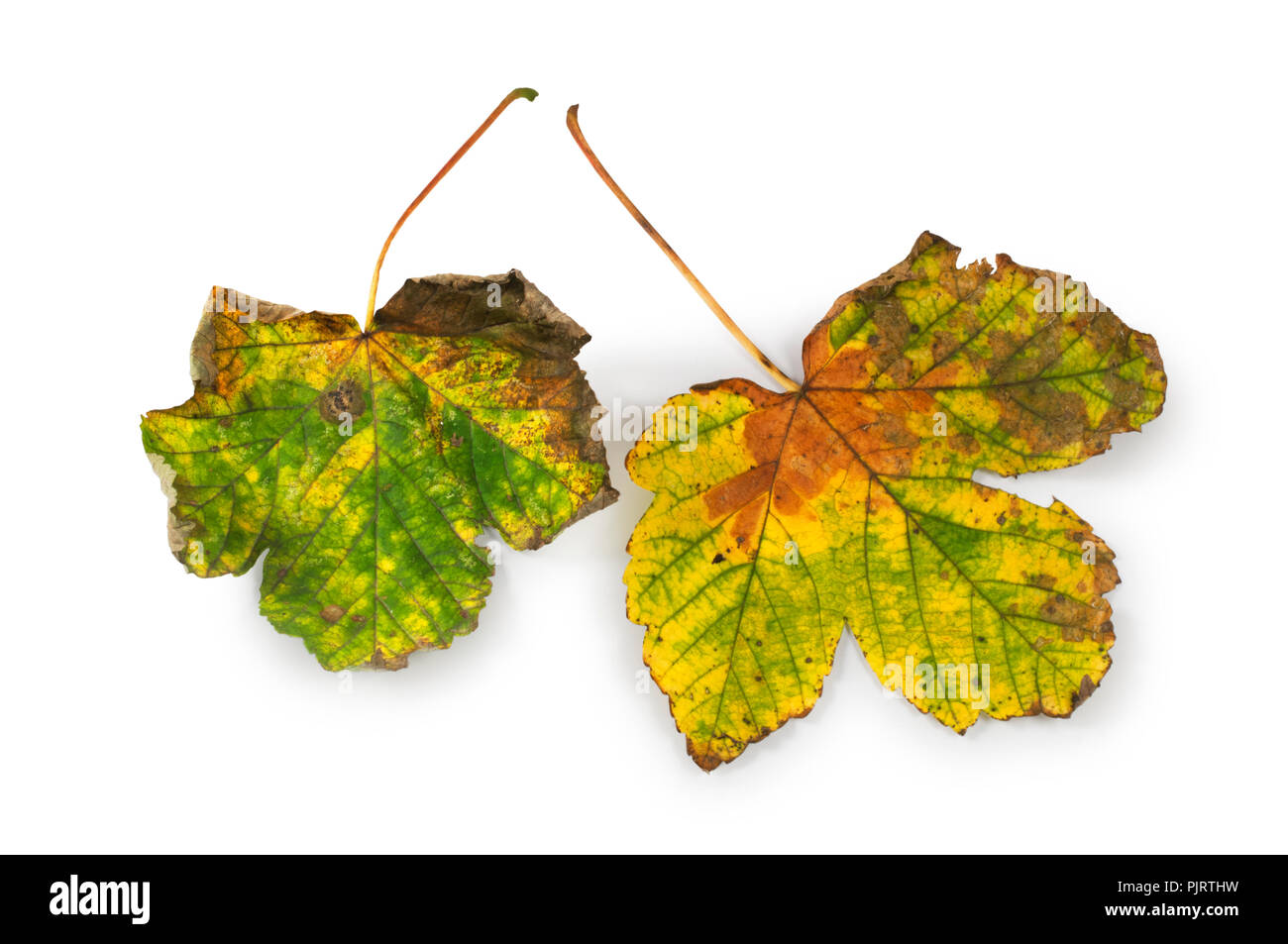 Studio shot of a fallen sycamore leaf isolated on a white background - John Gollop Stock Photo