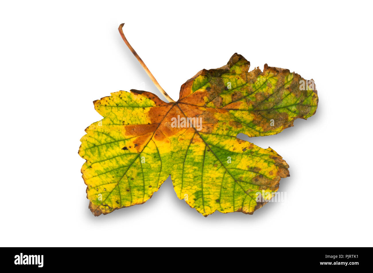 Studio shot of a fallen sycamore leaf isolated on a white background - John Gollop Stock Photo