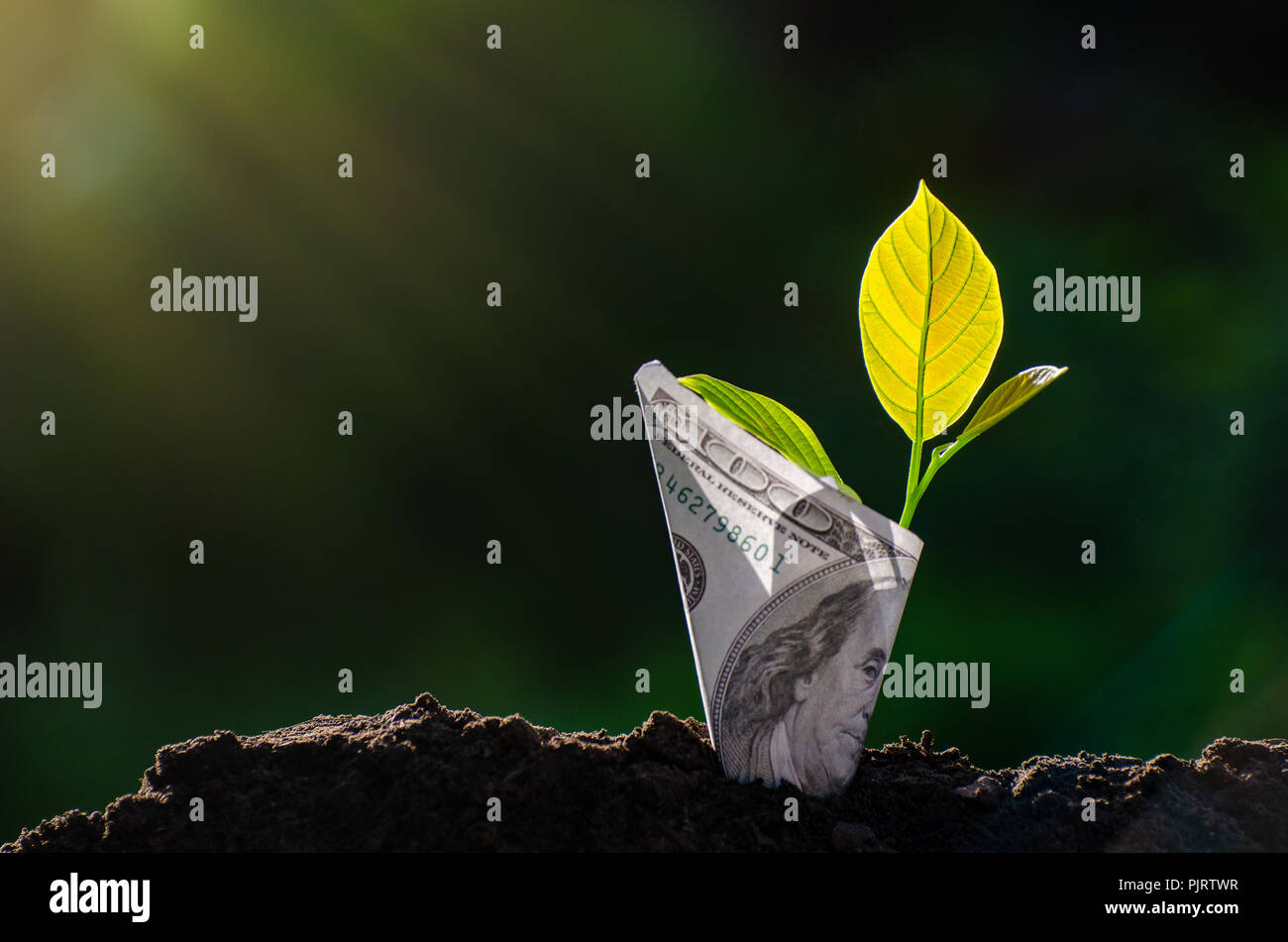 Banknotes tree Image of bank note with plant growing on top for business green natural background money saving and investment financial concept Stock Photo