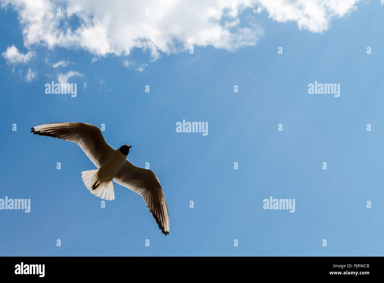 A seagull is flying in a blue sky with white clouds. In the photo there ...
