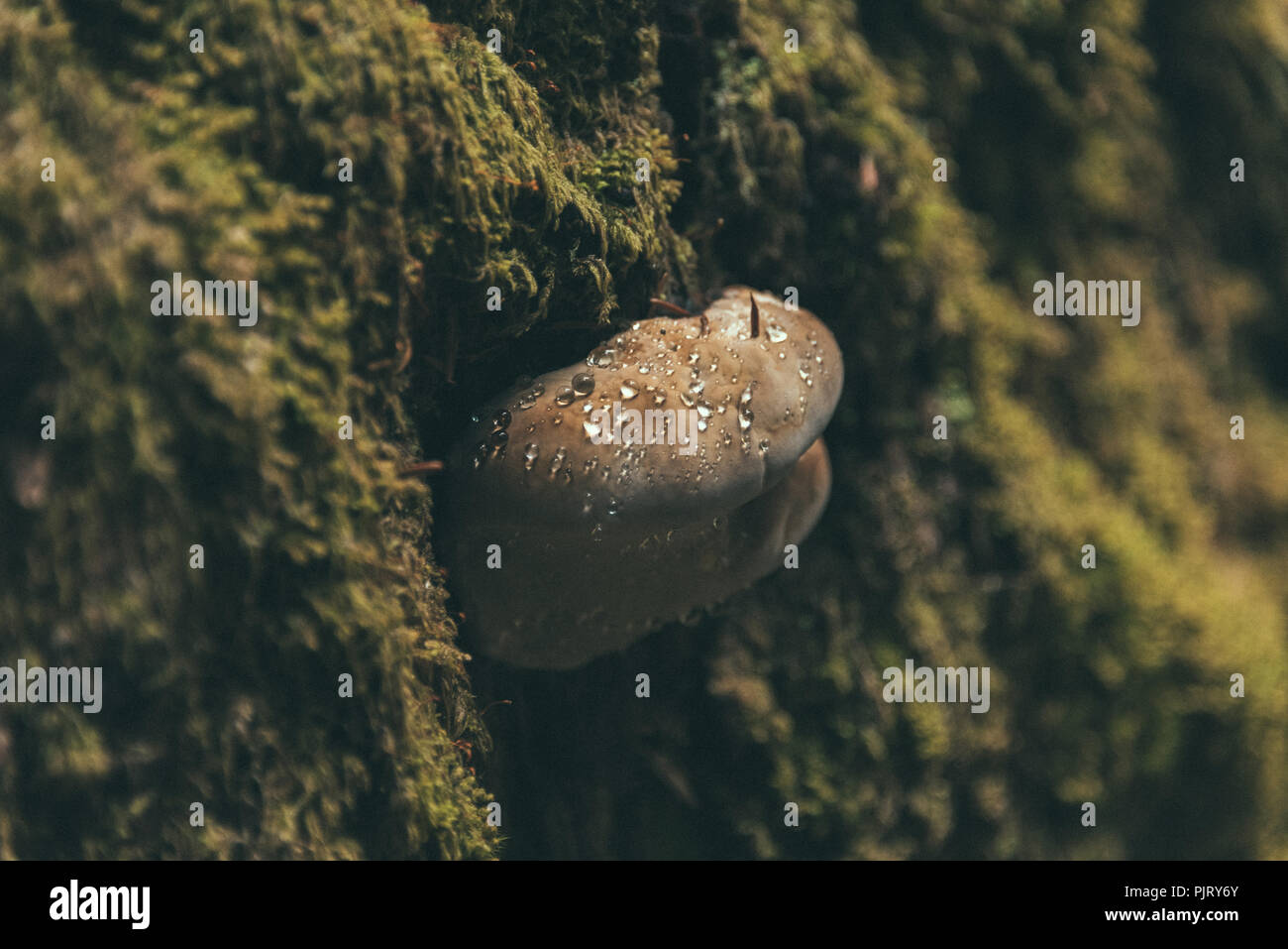 Water Droplets on Mushroom Stock Photo Alamy