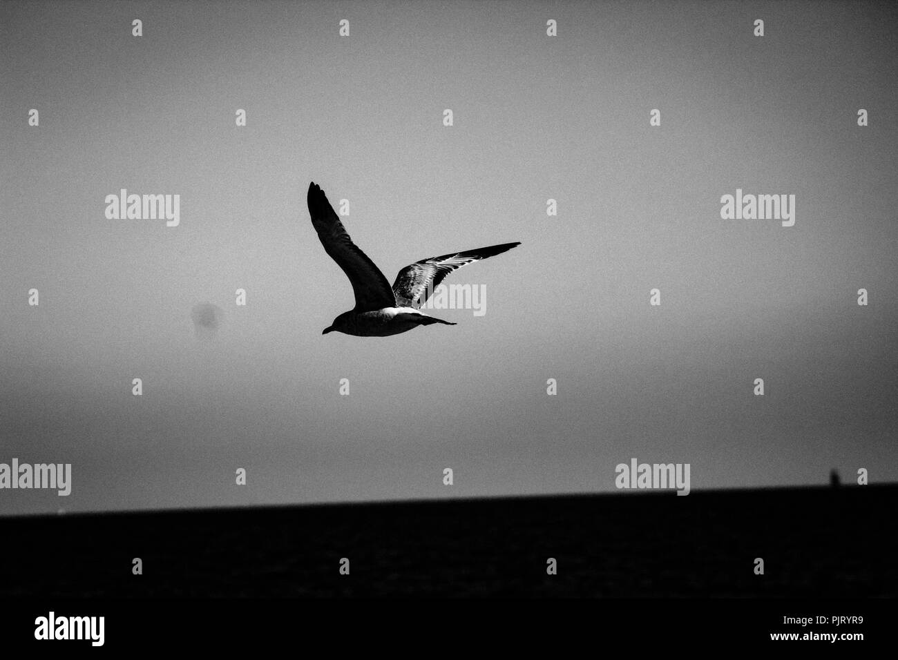Bye Bye Birdie Stock Photo Alamy