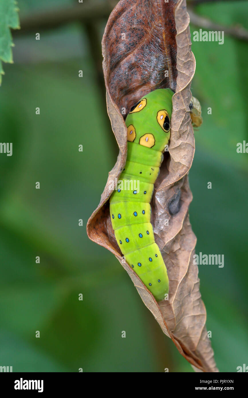 Spicebush swallowtail caterpillar on spicebush leaf Stock Photo