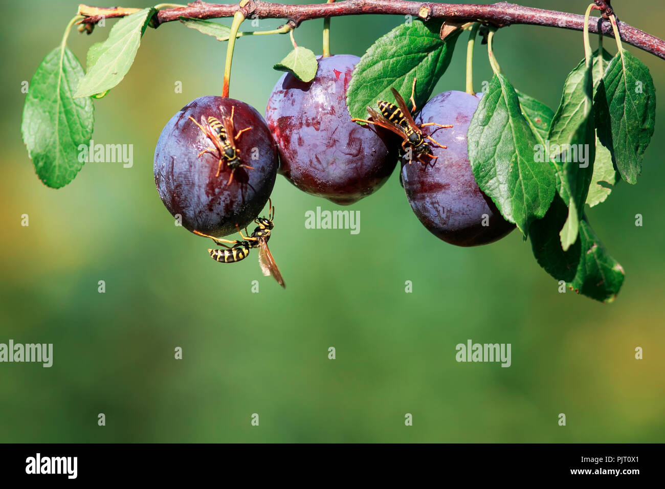 Dangerous insects hi-res stock photography and images - Alamy