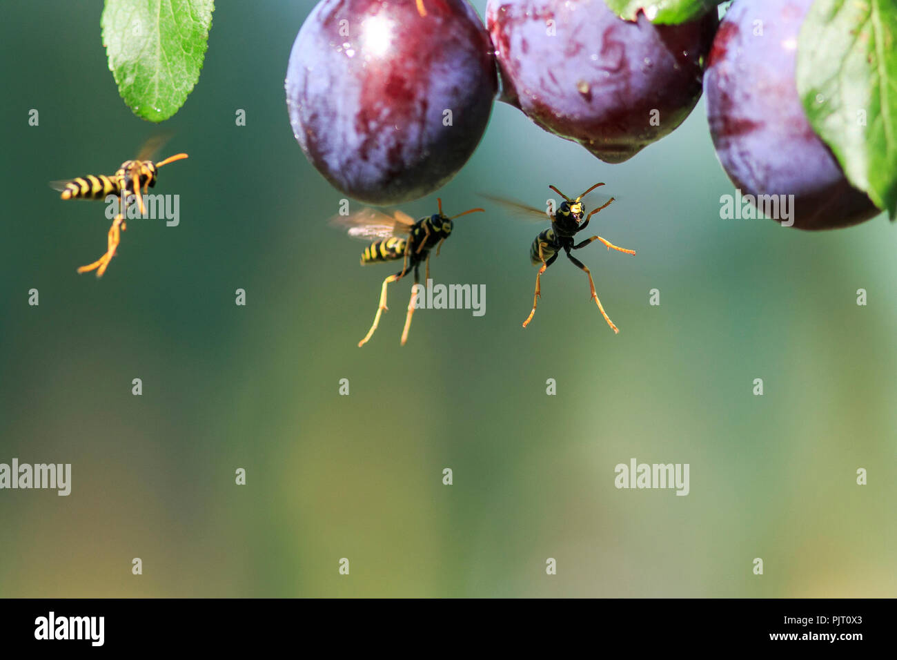 striped dangerous insects wasps flew in a garden on a branch with a crop of ripe purple fruits plums ripe them on a summer day Stock Photo