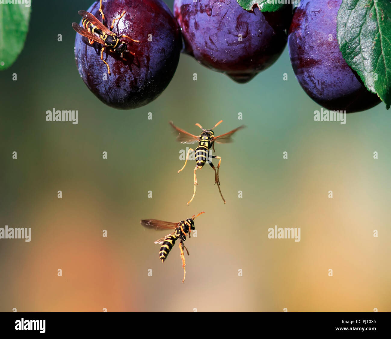 striped dangerous insects wasps flew in a garden on a branch with a crop of ripe purple fruits plums ripe them on a summer day Stock Photo