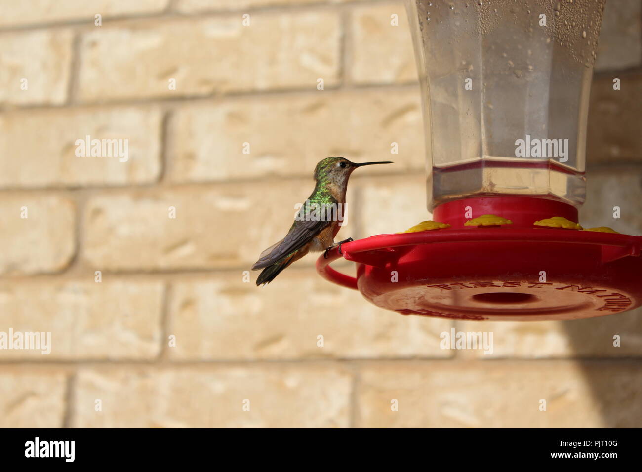 Broad tail hummingbird Stock Photo