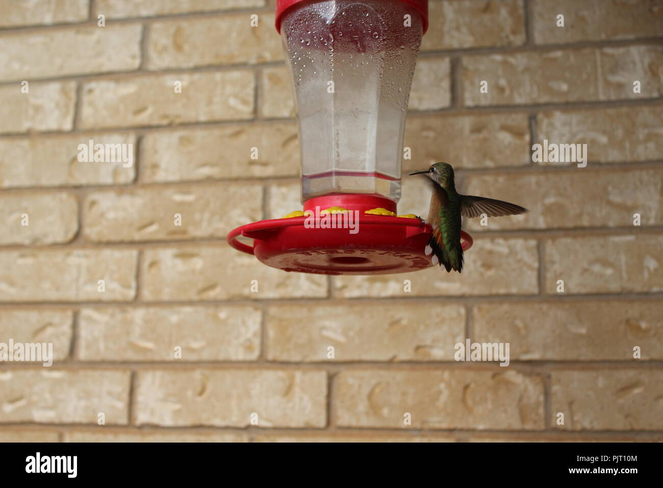 Broad tail hummingbird Stock Photo