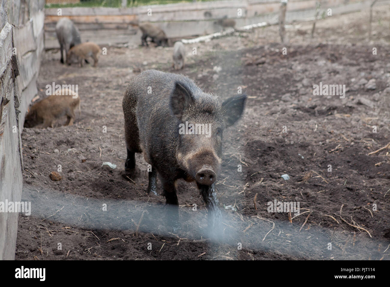 Wild boar in a cage behind a lattice. A wild pig in the forest. Animals ...