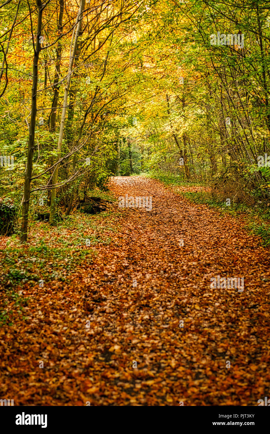 An autumnal walk in the woods Stock Photo - Alamy