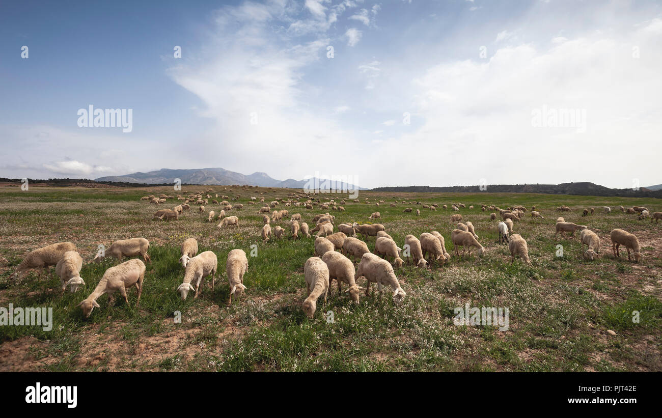 Photograph of sheep eating grass in the field Stock Photo - Alamy