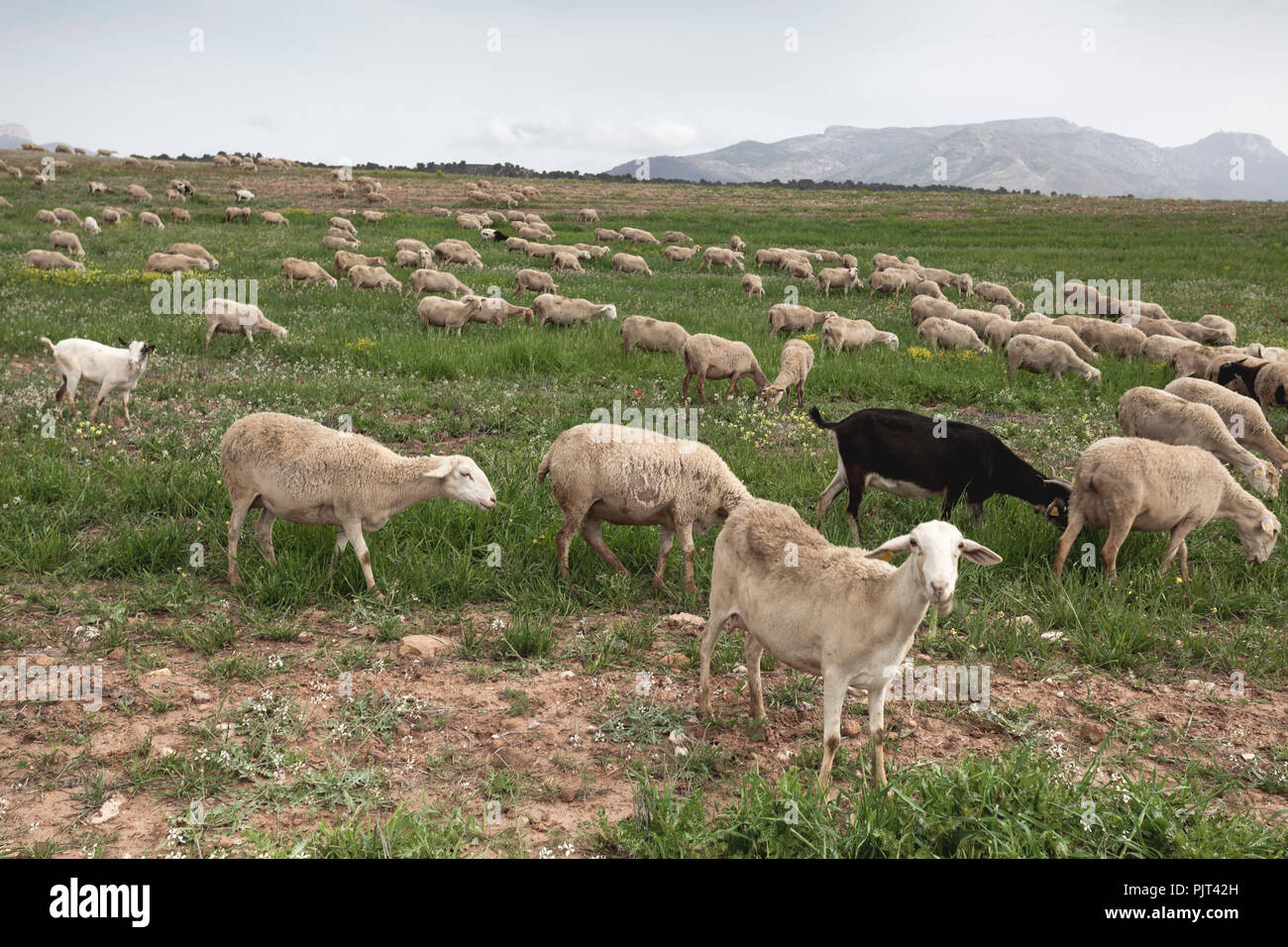 Photograph of sheep eating grass in the field Stock Photo - Alamy