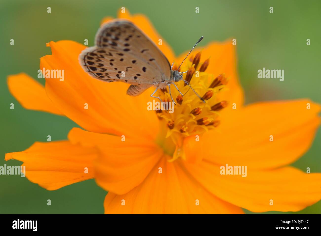 Macro details of butterfly on summer cosmos flower Stock Photo - Alamy