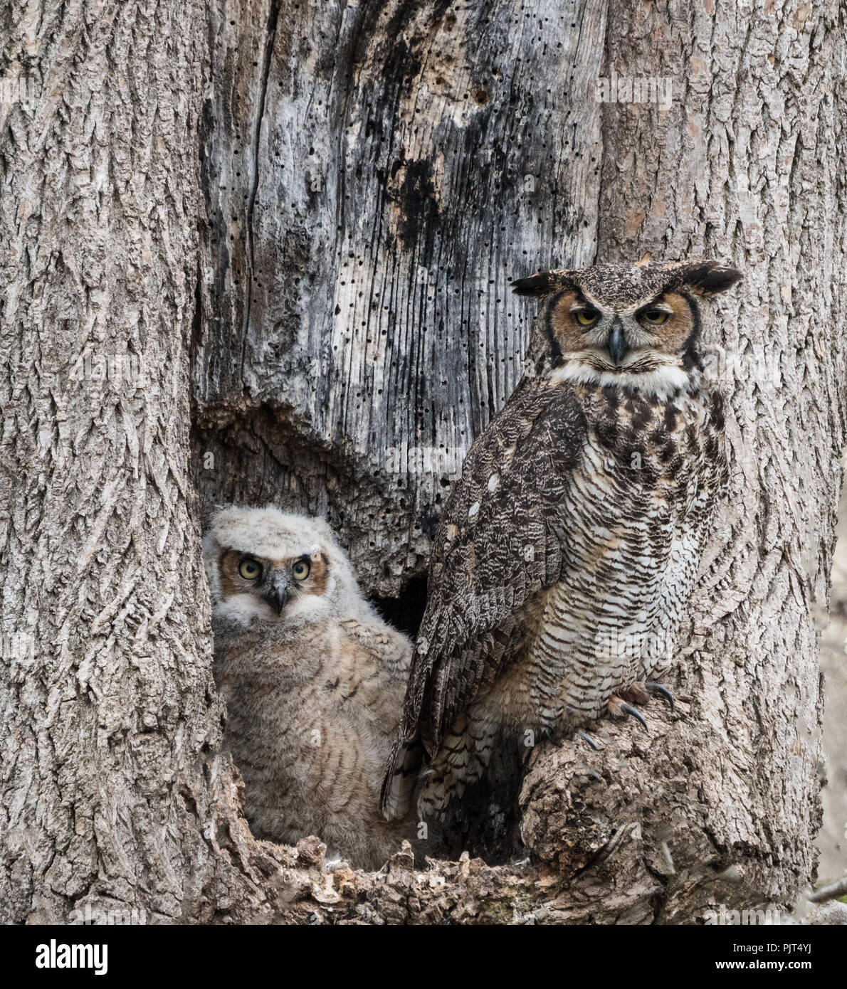 Mother great horned owl ( Bubo virginianus) watches over her young owlet as they sit in hollow of tree. Stock Photo