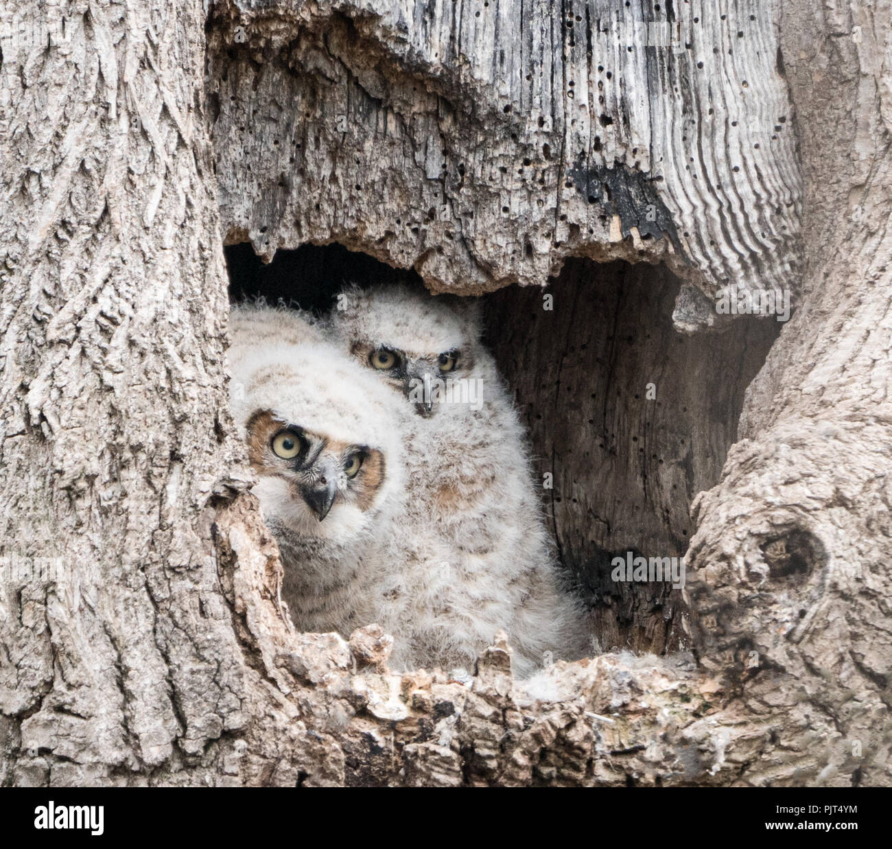 Great Horned owlets ( Bubo virginianus) sit in hollow of tree waiting for mother to return to the nest. Stock Photo