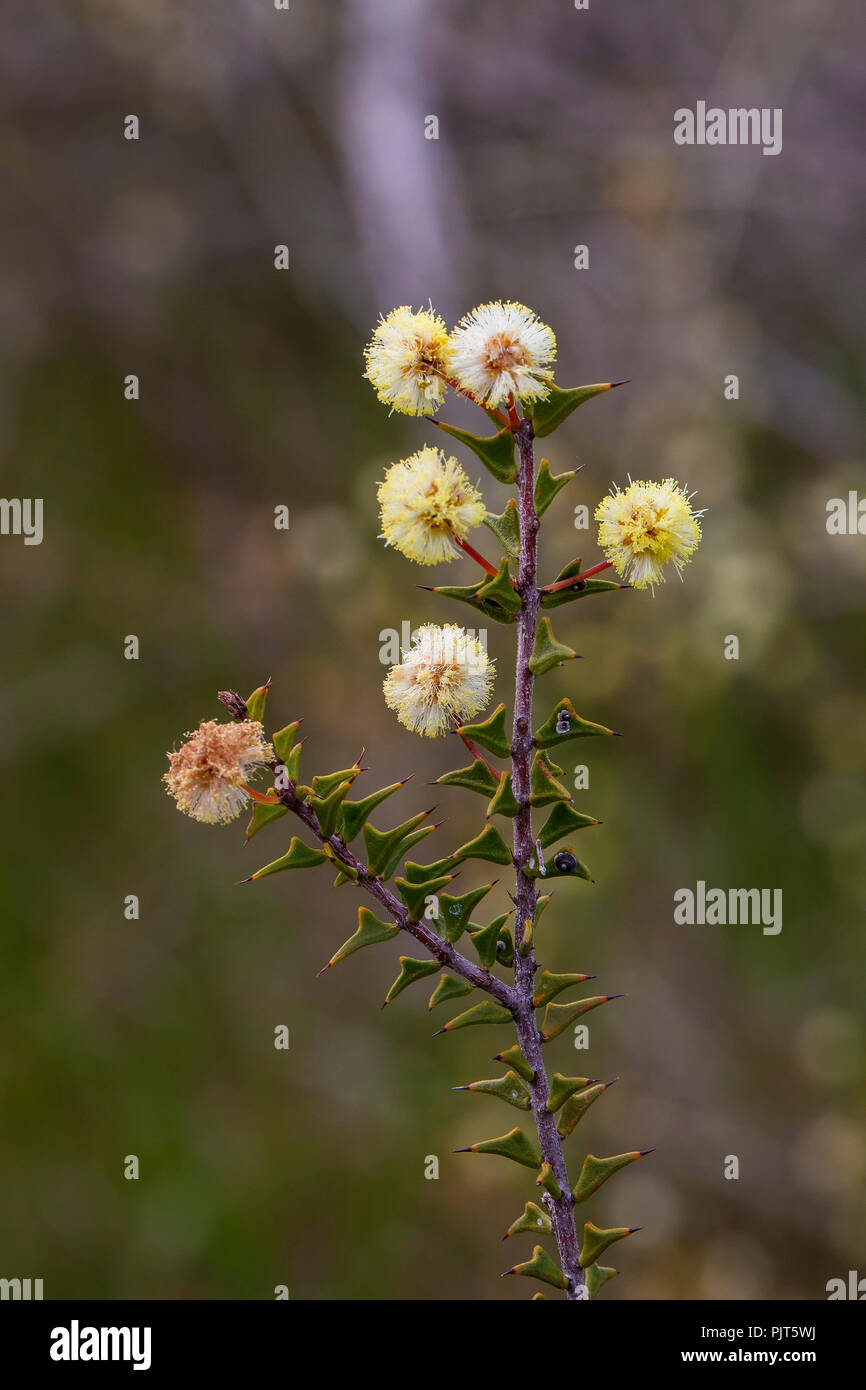 Flowers of the Ploughshare Wattle (Acacia gunnii) shrub Stock Photo Alamy