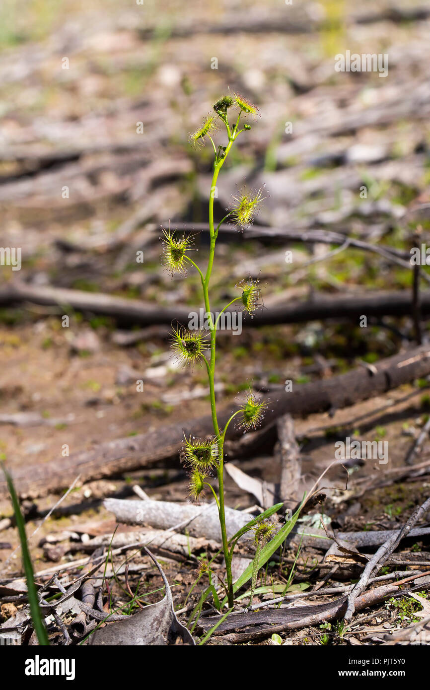 Tall Sundew (Drosera peltata). A native Australian carnivorous plant Stock Photo