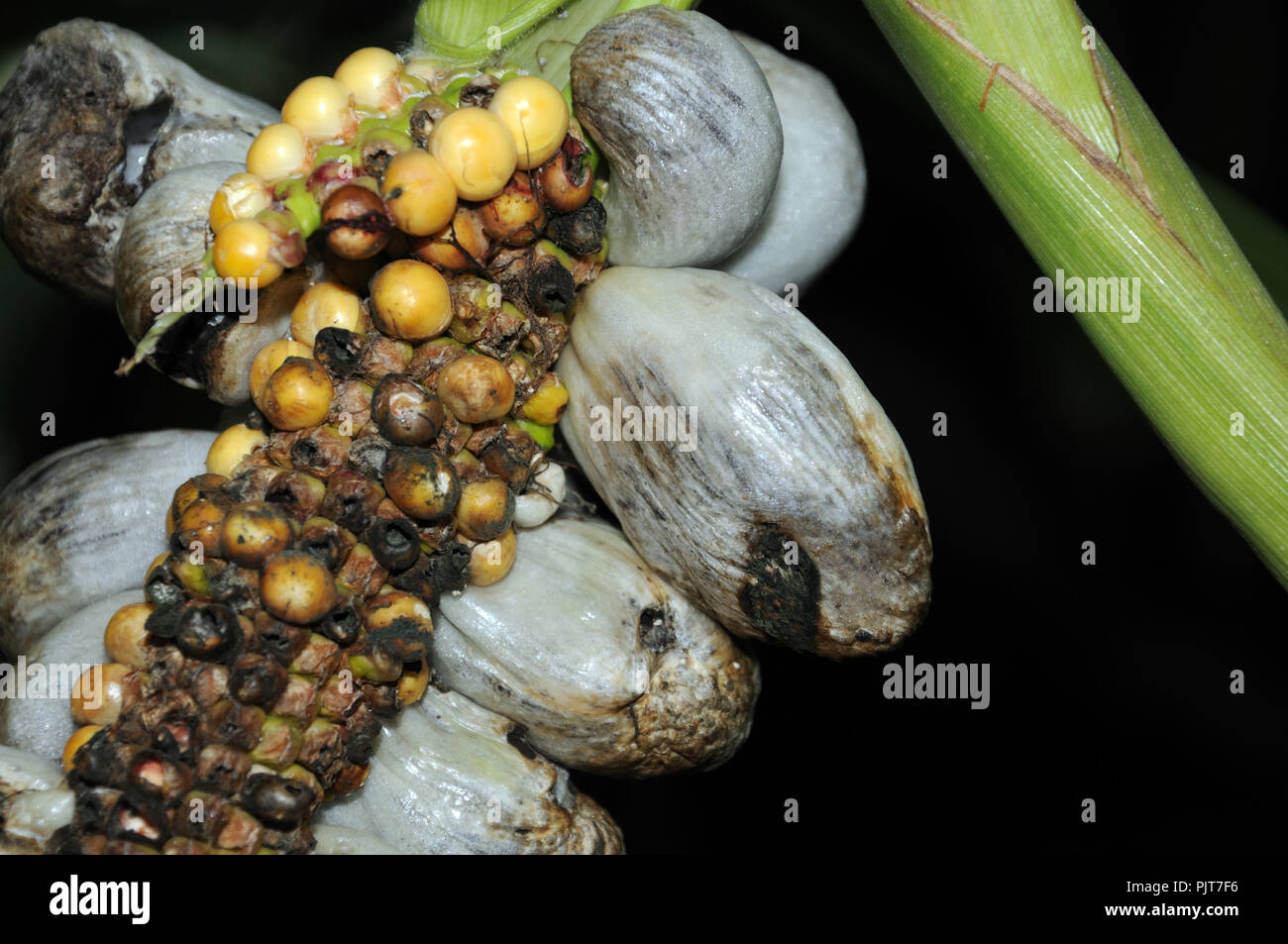 corn smut at ear of maize, a fungus infection and as huitlacoche a