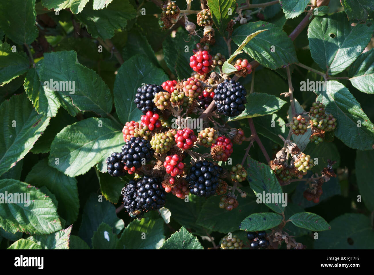 Blackberry fruit rubus ulmifolius variety whitout thorns Stock Photo