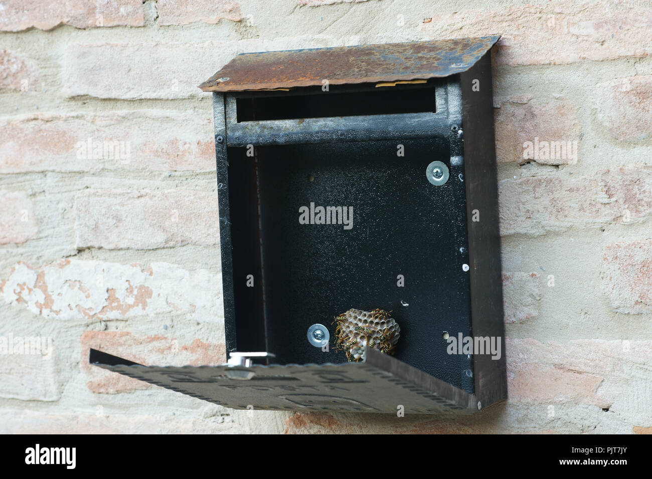 Polistes dominulus - Wasp nest inside mail box Stock Photo