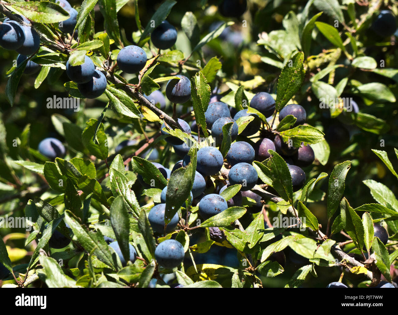 The berries of the Blackthorn are often called sloes, from the old English meaning fruit. Often planted to form impenetrable hedges the sloes are ofte Stock Photo