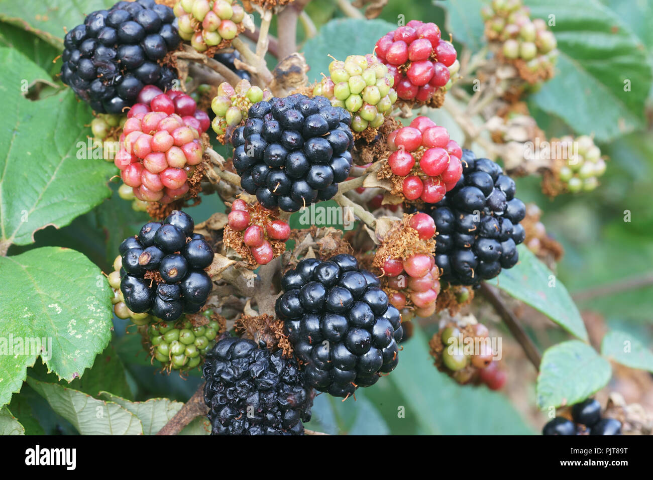 Blackberry fruit rubus ulmifolius variety whitout thorns Stock Photo