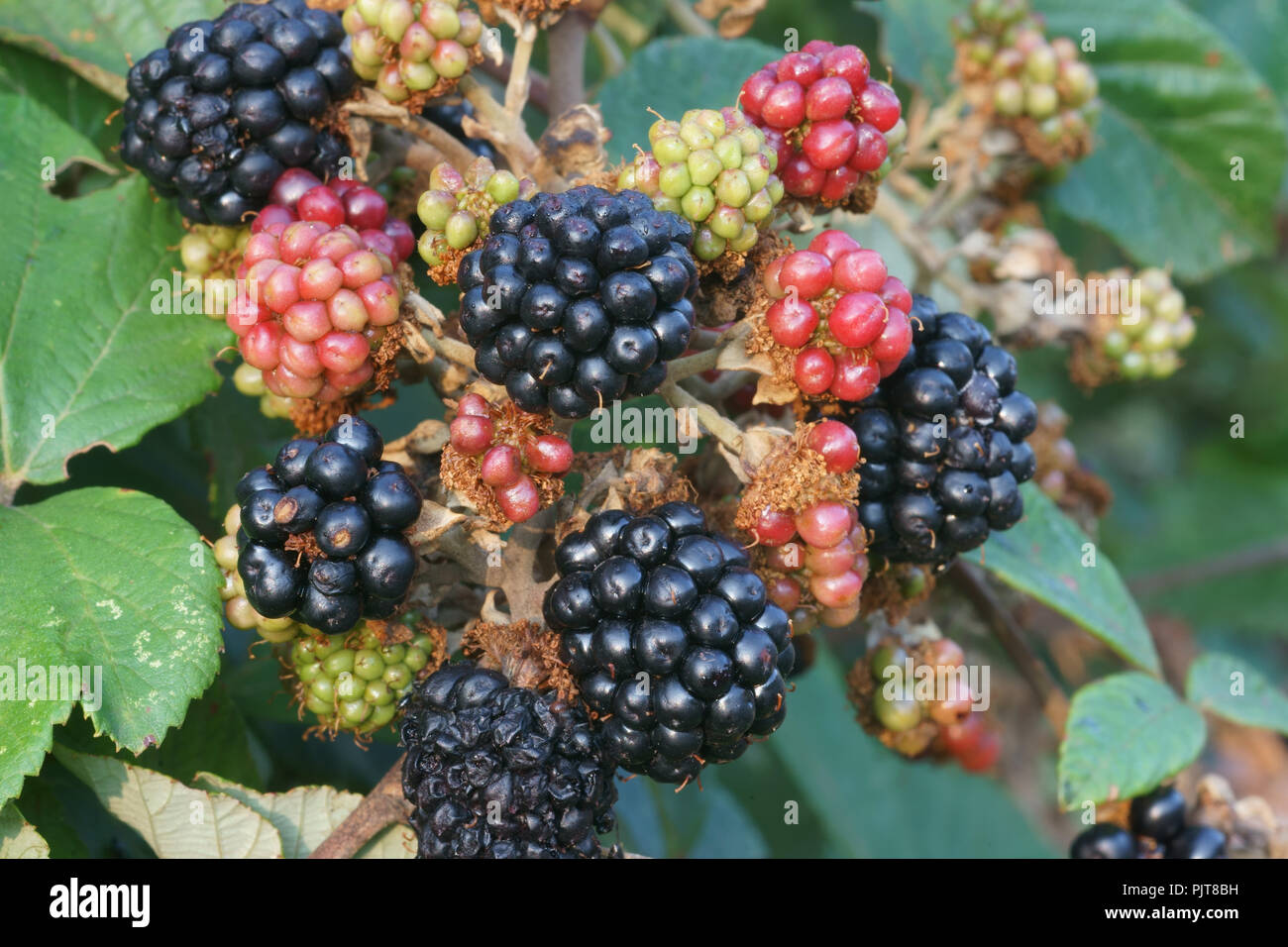 Blackberry fruit rubus ulmifolius variety whitout thorns Stock Photo