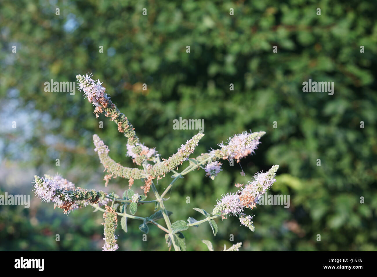 Mint flower - Mentha longifolia Stock Photo