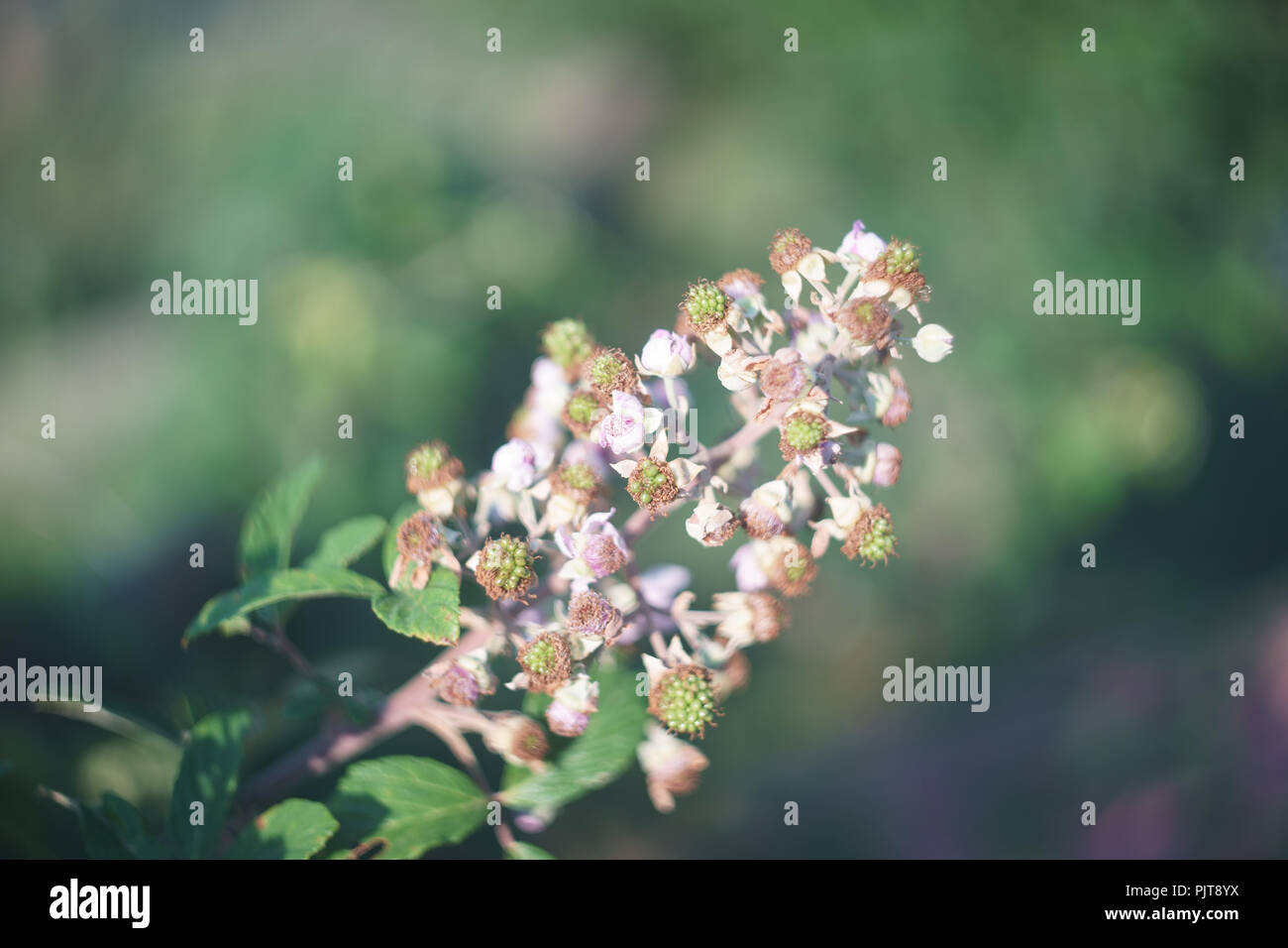 Blackberry fruit rubus ulmifolius variety whitout thorns Stock Photo