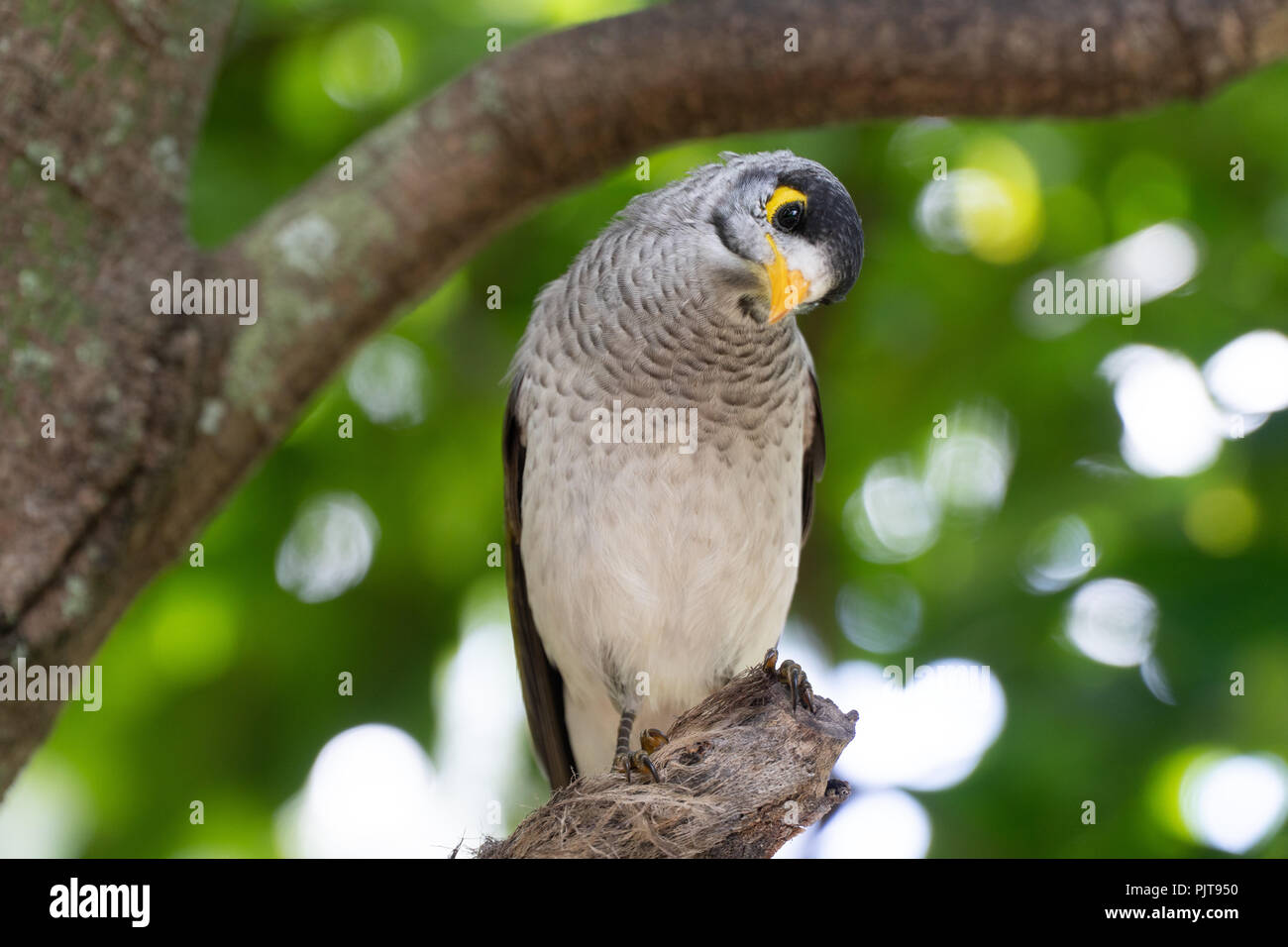 Indian Myna bird sits in the tree and twists his head Stock Photo