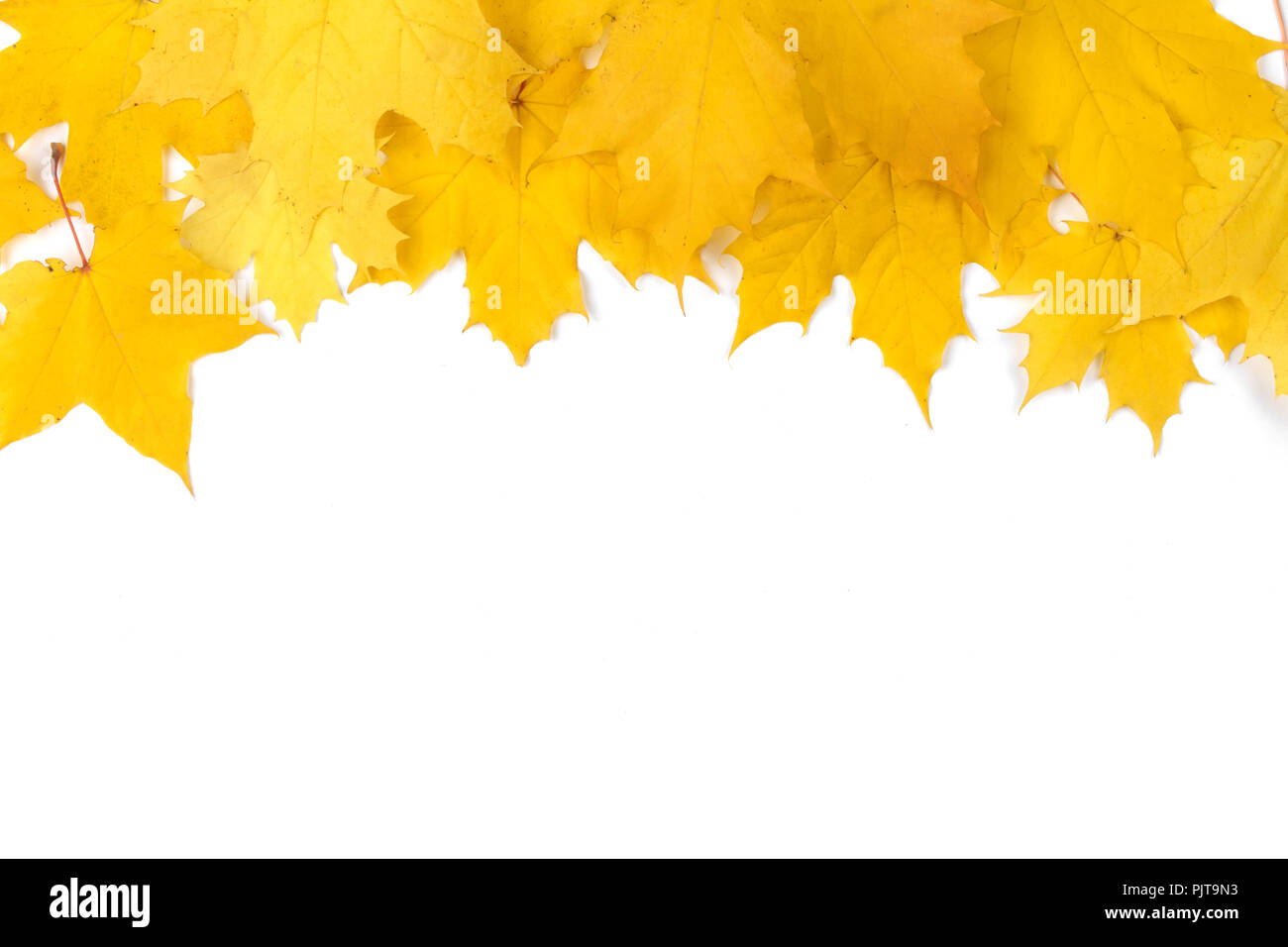 Yellow maple leaves frame with copy space isolated on white background ...