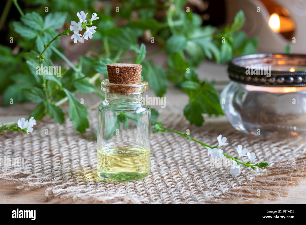 A Bottle Of Common Vervain Essential Oil With Fresh Blooming Verbena 