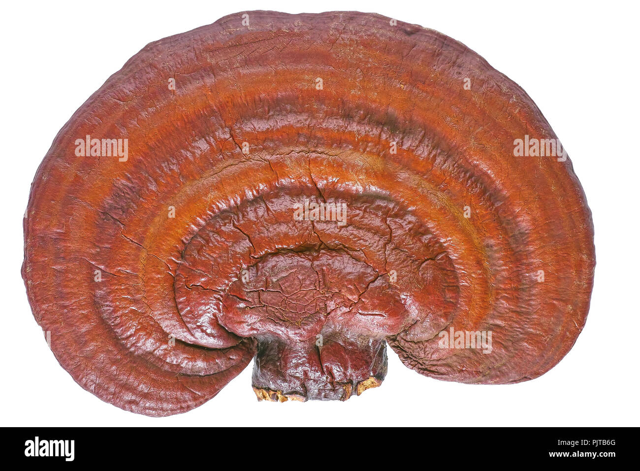 Lingzhi Mushroom Ganoderma Lucidum isolated on white background Stock Photo