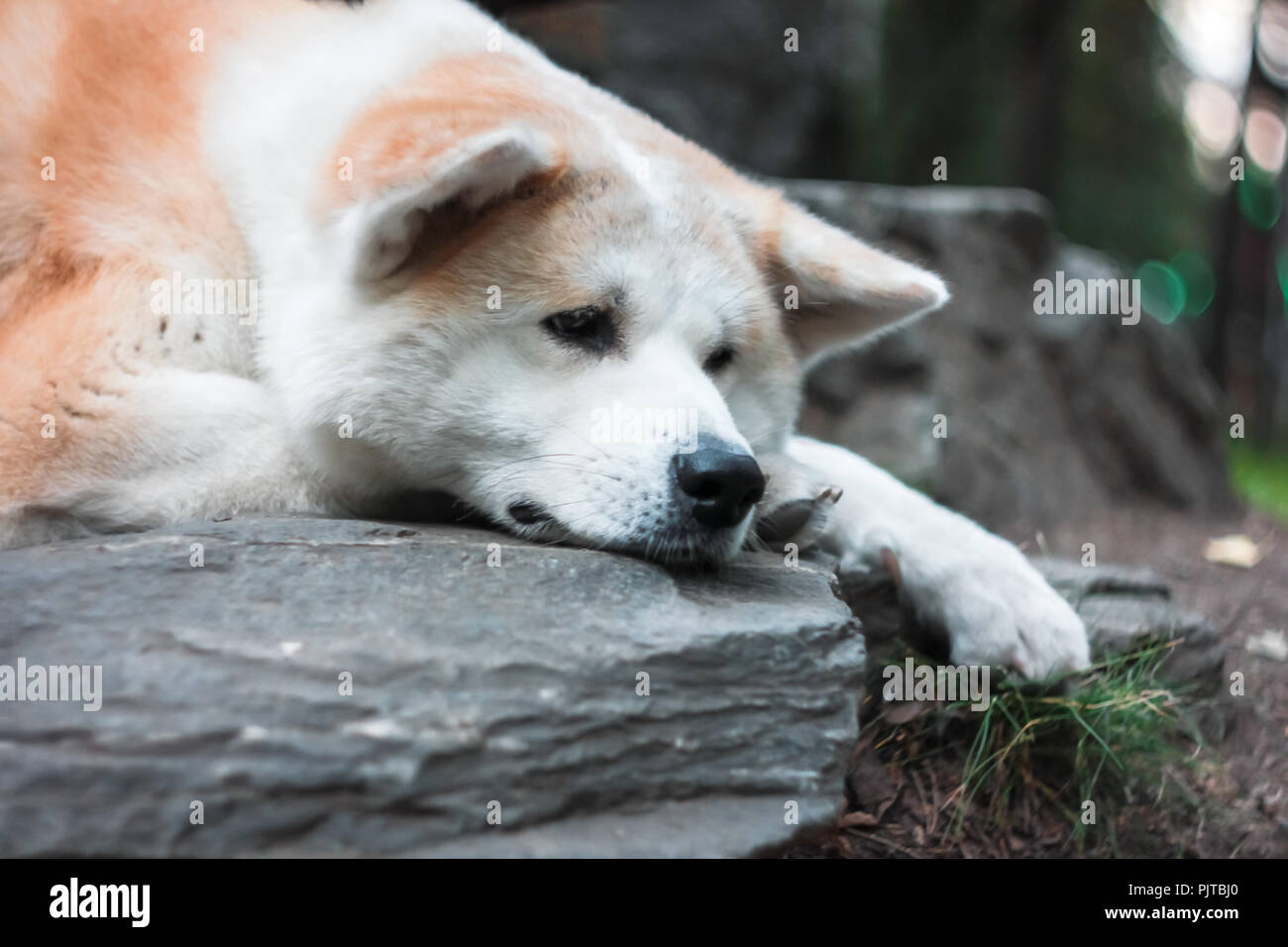 Sad Japanese dog Akita inu waiting for owner outdoors Stock Photo - Alamy