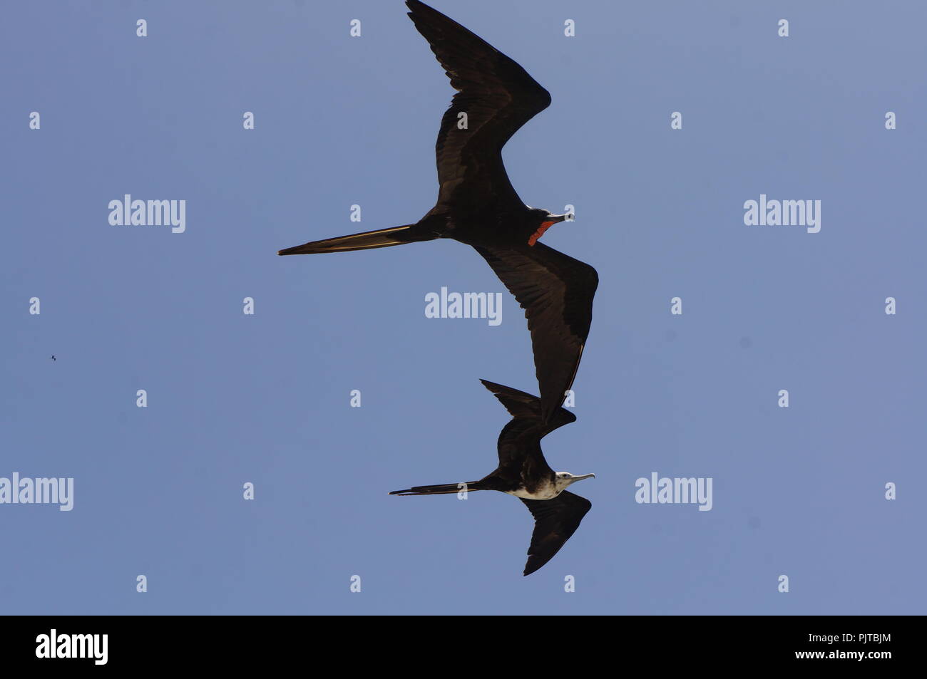 A pair of magnificent Frigate birds in flight over the beautiful Galapagos Islands, Ecuador Stock Photo