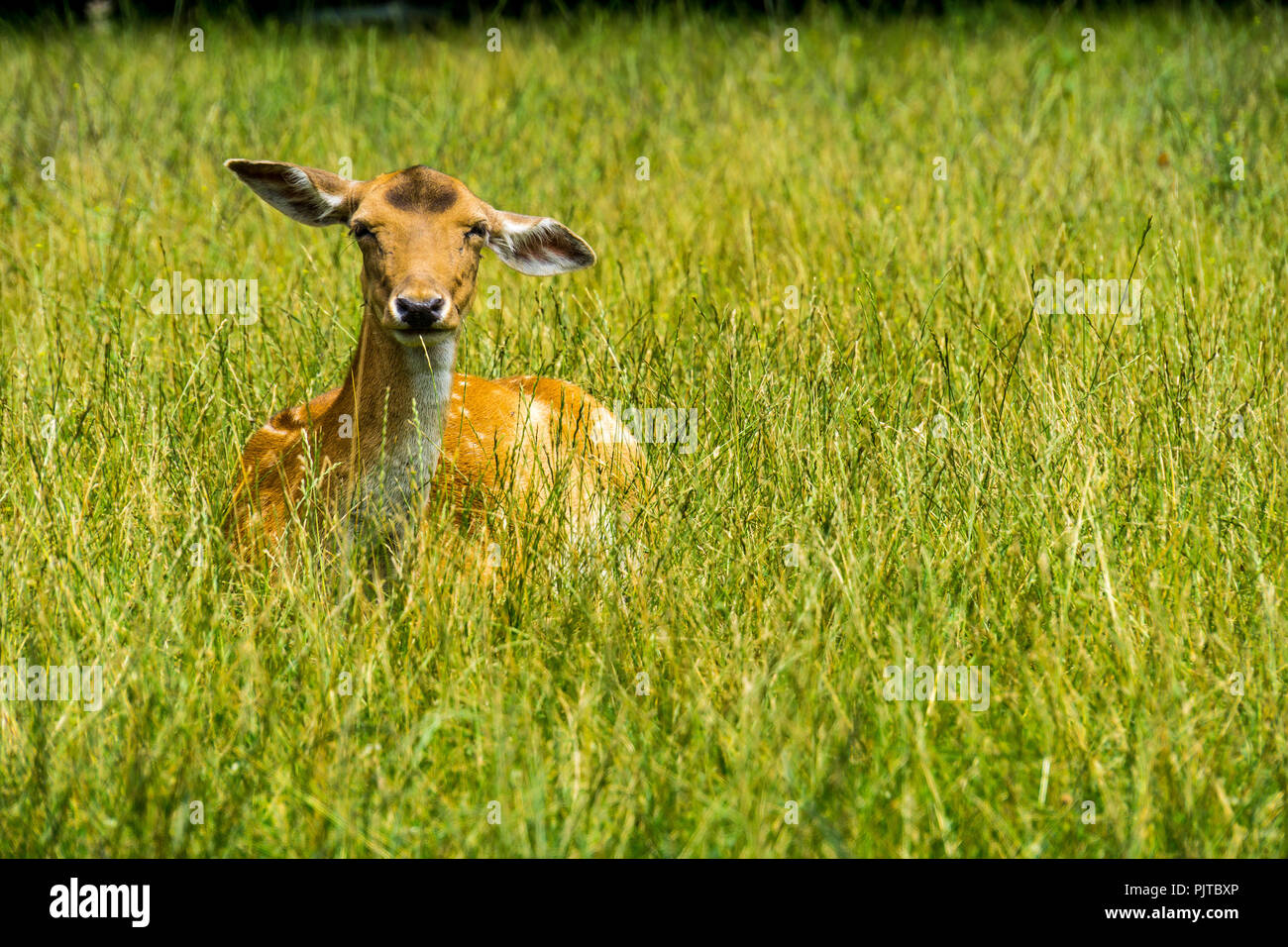 Full frontal view of curious deer in green meadow Stock Photo