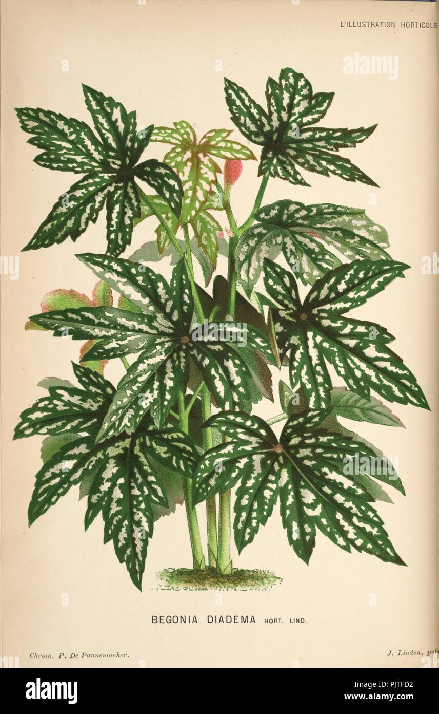 Begonia diadema. Stock Photo
