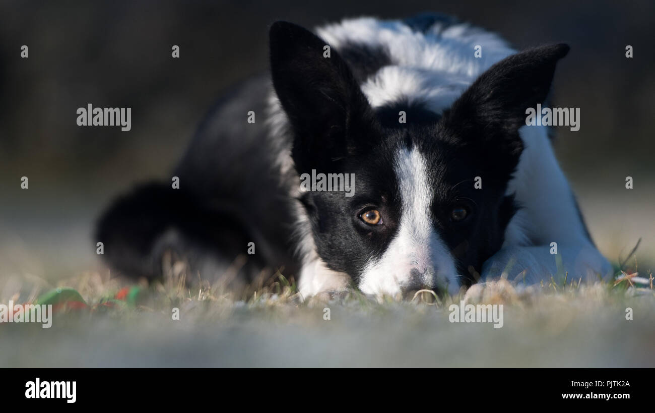 border-collie-sheep-dog-laid-down-in-field-watching-sheep-intently