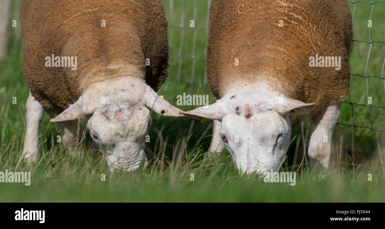 Texel rams grazing on fresh grass, Yorkshire, UK Stock Photo - Alamy