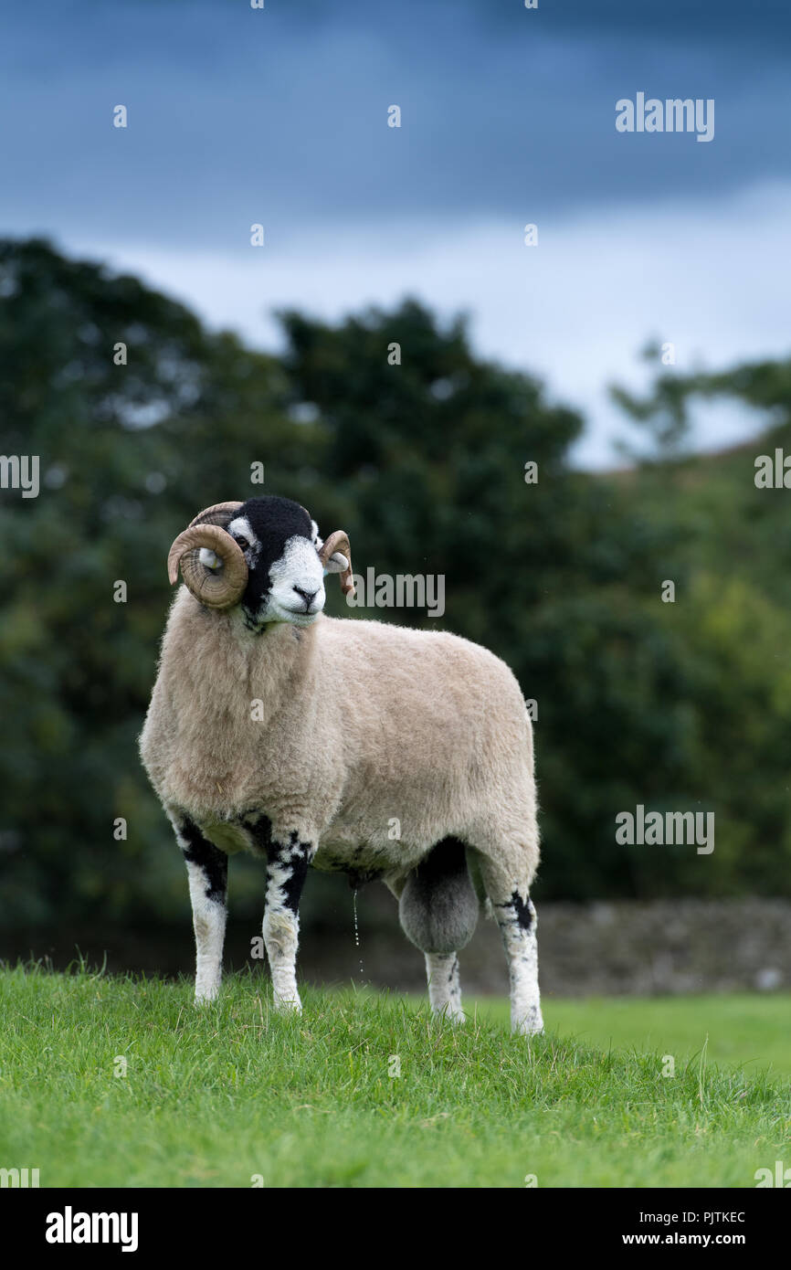 Swaledale ram in pasture, standing and looking alert. North Yorkshire, UK. Stock Photo