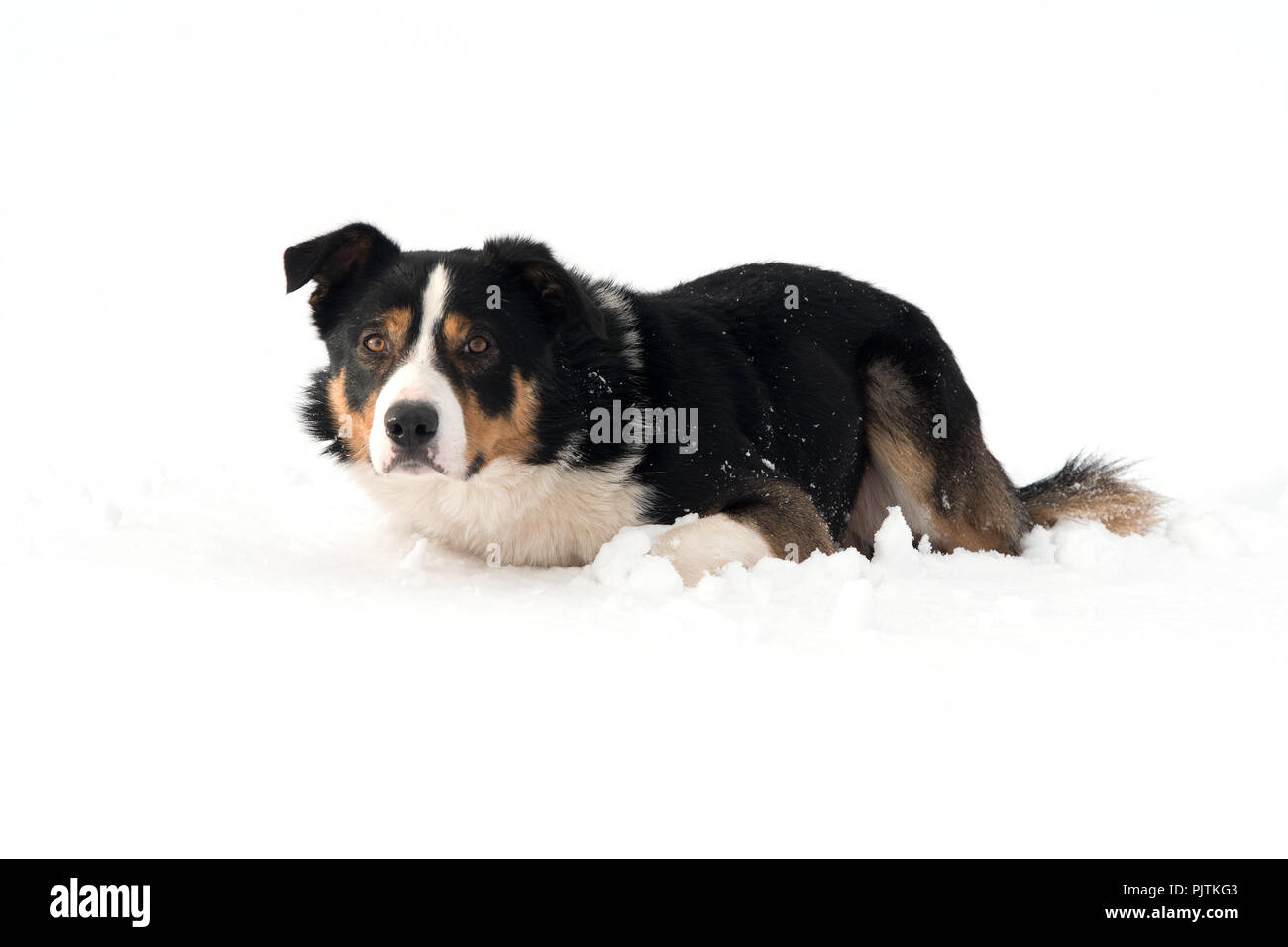 Border Collie sheep dog working in a snow covered field watching sheep intently. Yorkshire, UK. Stock Photo